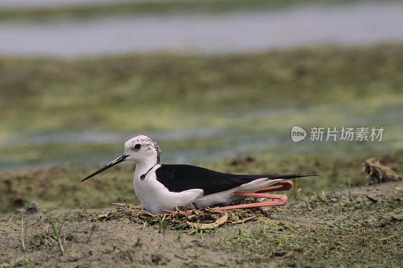 鸟巢里的黑翼高跷(Himantopus Himantopus)